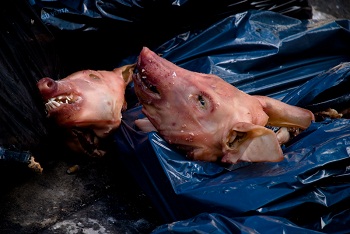 France: des têtes de cochon déposées à l’entrée d’une mosquée
